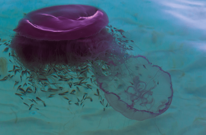 Rare Chance To See “Pink Meanie” Jellyfish With 20-Meter Tentacles Blooming Off Texas