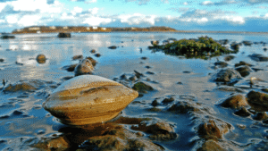 Scientists Read The Shells Of Clams That Live&hellip;