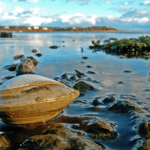 Scientists Read The Shells Of Clams That Live&hellip;