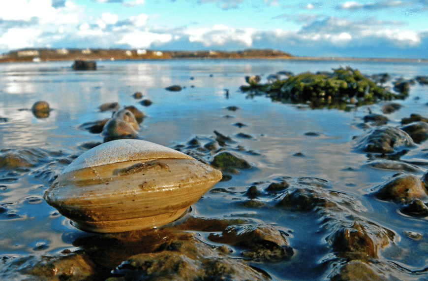 Scientists Read The Shells Of Clams That Live…