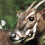 Finding The Last Saolas: The Hunt For One Of The World’s Rarest Mammals Is On