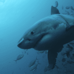 Do Sharks Have Bones?