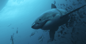 Do Sharks Have Bones?