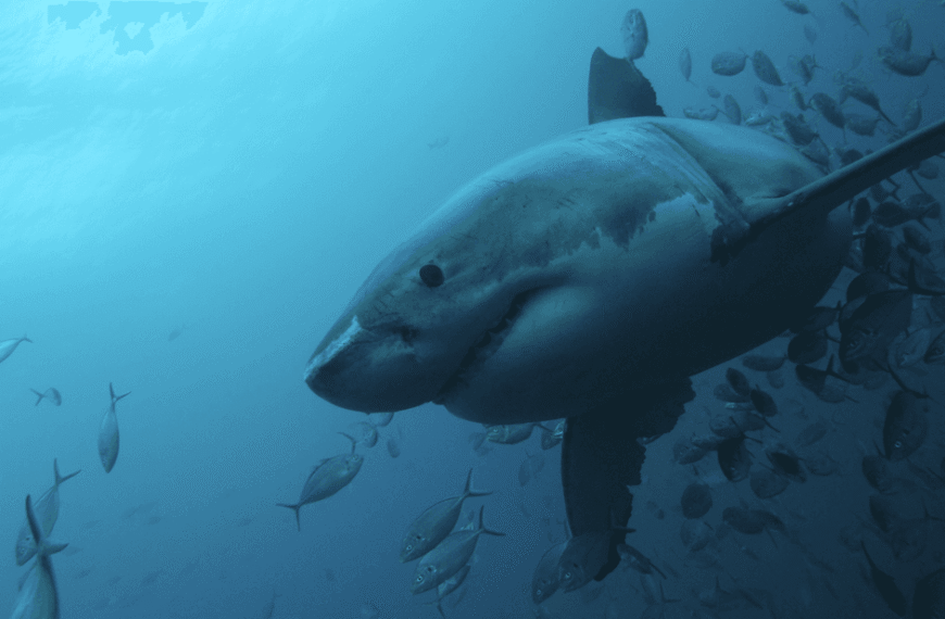 Do Sharks Have Bones?