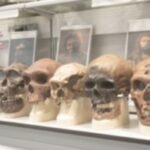 Scientists Gave Mice Neanderthal And Denisovan Genes. The Results Were Intriguing
