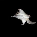 What Flying Animals Exist That Are Not Birds?