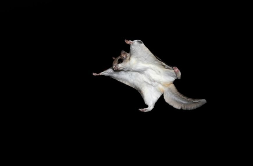 What Flying Animals Exist That Are Not Birds?