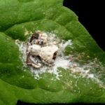 What Looks And Smells Like Bird Poop? These Stinky Little Spiders That Don’t Want To Be Snacks