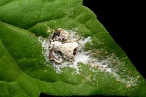 What Looks And Smells Like Bird Poop? These…