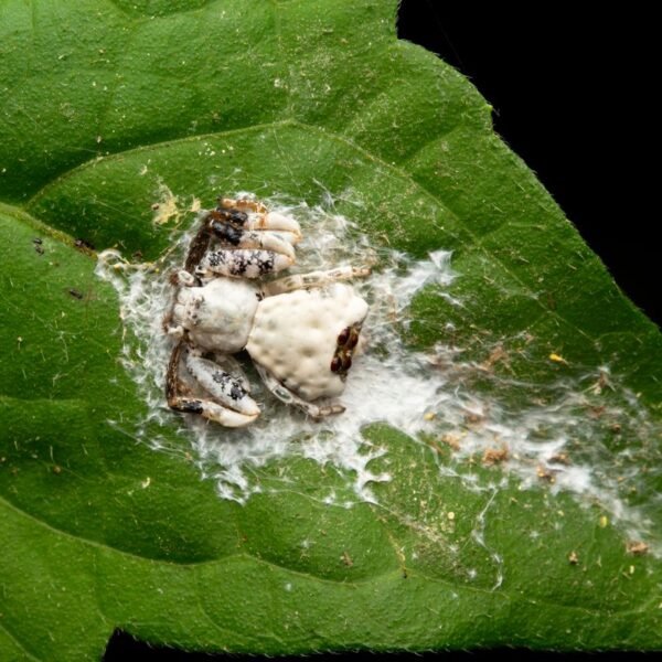 What Looks And Smells Like Bird Poop? These&hellip;