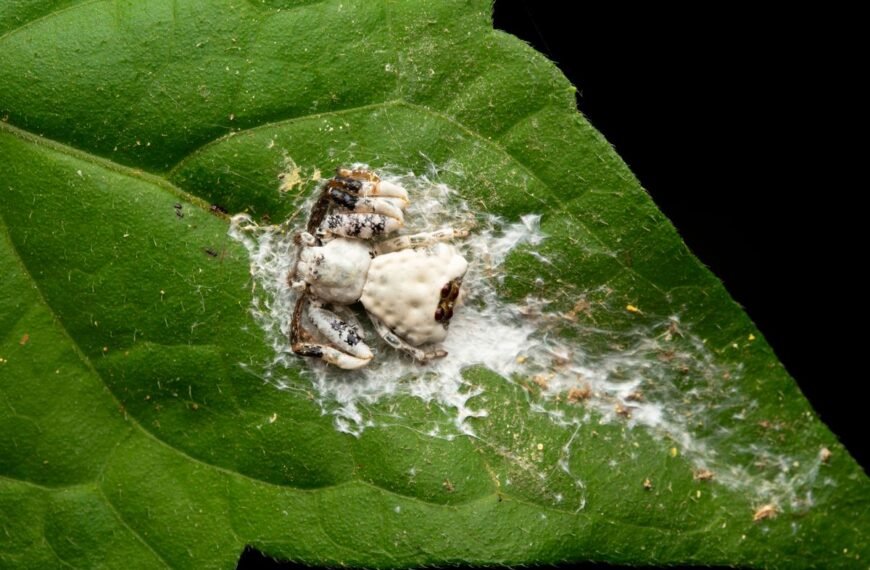 What Looks And Smells Like Bird Poop? These Stinky Little Spiders That Don’t Want To Be Snacks