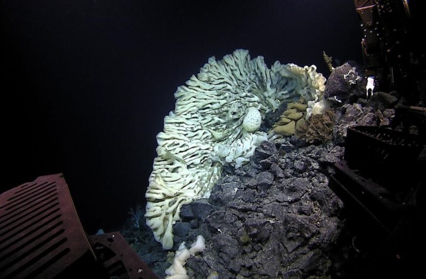 The Longest Living Animals On Earth Have Been…