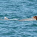 Male Humpback Dolphins Spotted Wearing Sea Sponge “Wigs” To Woo The Ladies