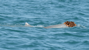 Male Humpback Dolphins Spotted Wearing Sea Sponge “Wigs”…