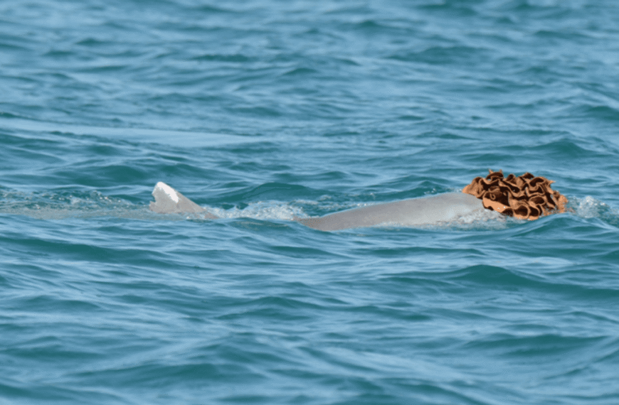 Male Humpback Dolphins Spotted Wearing Sea…