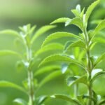 Natural Sweetener Stevia Could Help Bolster Common Hair Loss Treatment