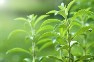 Natural Sweetener Stevia Could Help Bolster Common Hair&hellip;