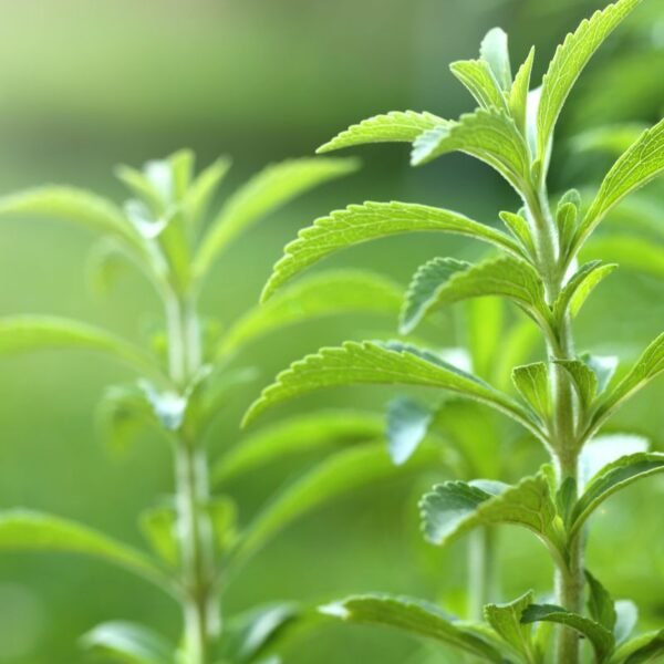 Natural Sweetener Stevia Could Help Bolster Common Hair&hellip;