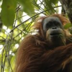 The World’s Newest Great Ape Is Also Its Rarest, With Fewer Than 800 Left In The Wild