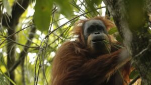 The World’s Newest Great Ape Is Also Its…