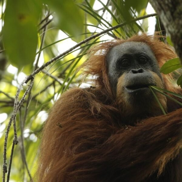 The World’s Newest Great Ape Is Also Its…