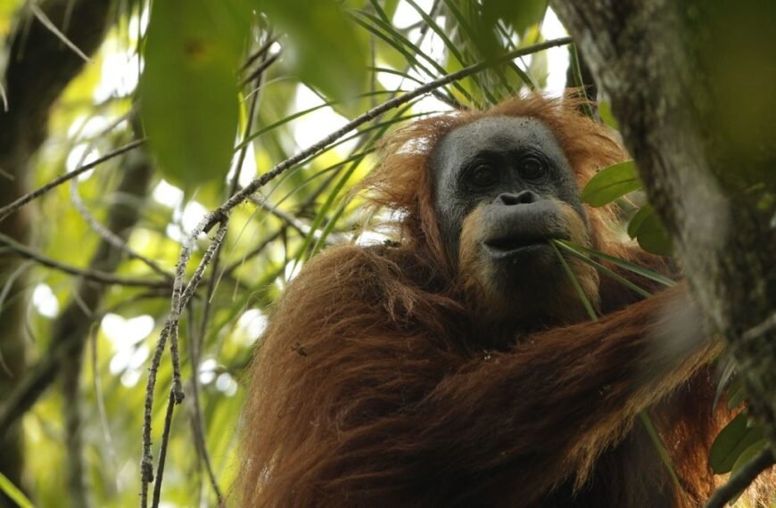 The World’s Newest Great Ape Is Also Its…