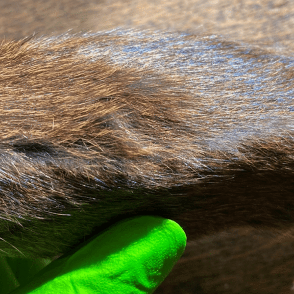 It Was Thought Only One Mammal On Earth&hellip;