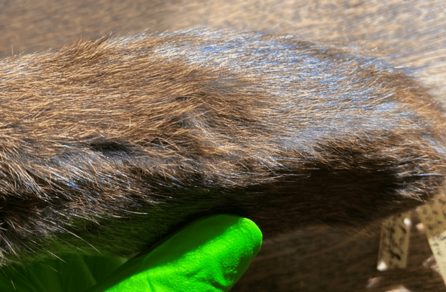 It Was Thought Only One Mammal On Earth Had Iridescent Fur – Turns Out There’s More