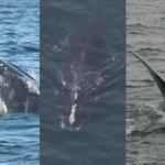 Hedgehog, Lasagna, and Brussels Sprouts: Meet 2025’s Newly Named North Atlantic Right Whales