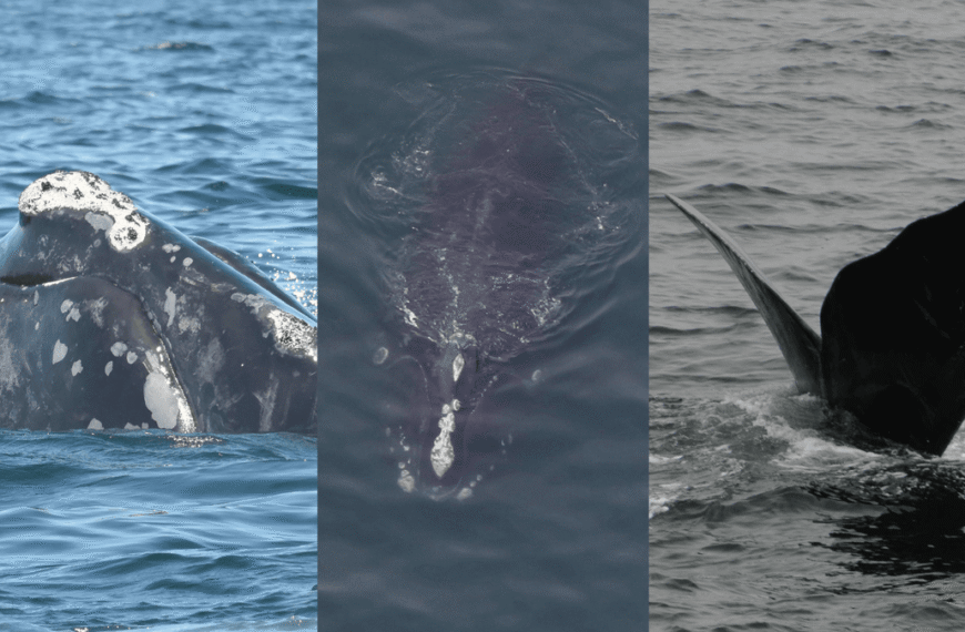 Hedgehog, Lasagna, and Brussels Sprouts: Meet 2025’s Newly Named North Atlantic Right Whales