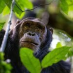 The World’s Oldest Known Chimpanzee Is Over 80 Years Old, And He’s Our Favorite Chill Childminder