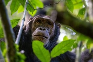 The World’s Oldest Known Chimpanzee Is Over 80…