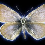 Xerces Blue Butterfly: America’s First Human-Caused Insect Extinction