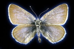 Xerces Blue Butterfly: America’s First Human-Caused Insect Extinction