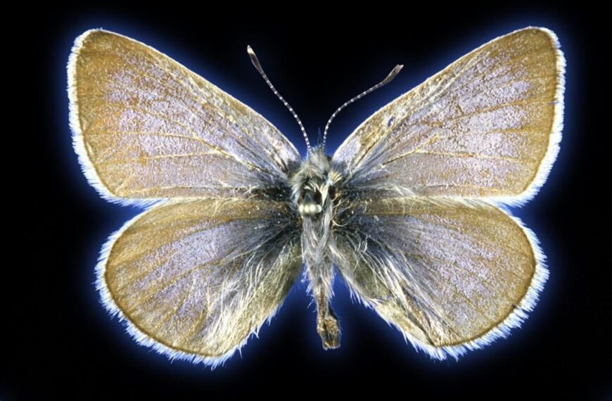Xerces Blue Butterfly: America’s First Human-Caused Insect Extinction