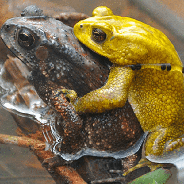 For Just Two Days A Year, These Male&hellip;