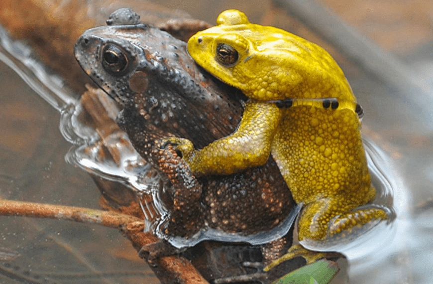 For Just Two Days A Year, These Male Toads Turn A Jazzy Bright Yellow. Now We Know Why