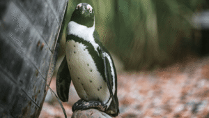 World’s First Critically Endangered Penguin Directly Competes With&hellip;