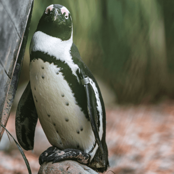 World’s First Critically Endangered Penguin Directly Competes With&hellip;