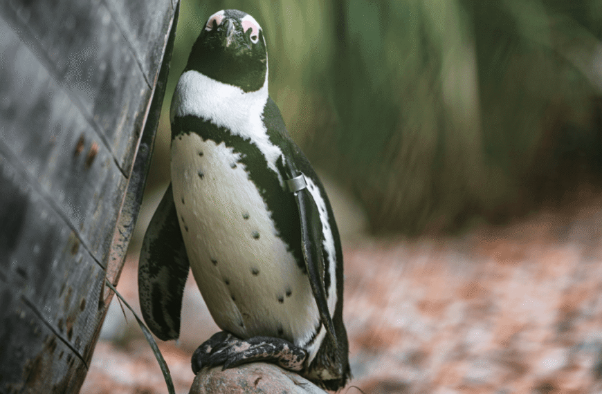 World’s First Critically Endangered Penguin Directly Competes With Fishing Boats For Food
