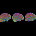 Scientists Say The Human Brain Has 5 “Ages”. Which One Are You In?