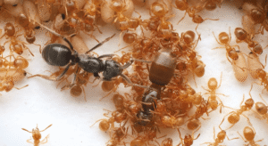 Parasitic Ant Queens Use Chemical Warfare To Incite&hellip;