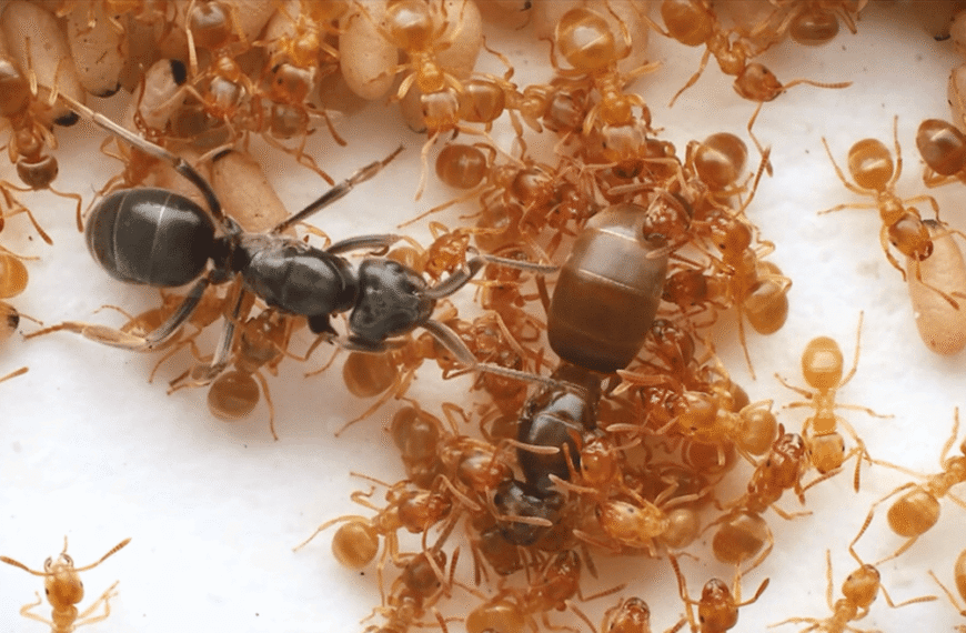 Parasitic Ant Queens Use Chemical Warfare To Incite Revolutions Against Reigning Queens