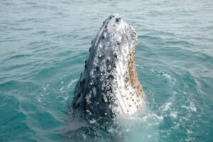 Why Do Barnacles Attach To Whales?