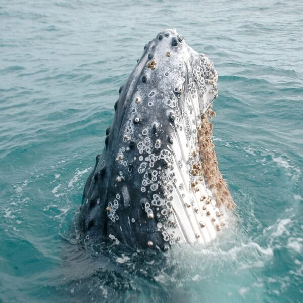 Why Do Barnacles Attach To Whales?