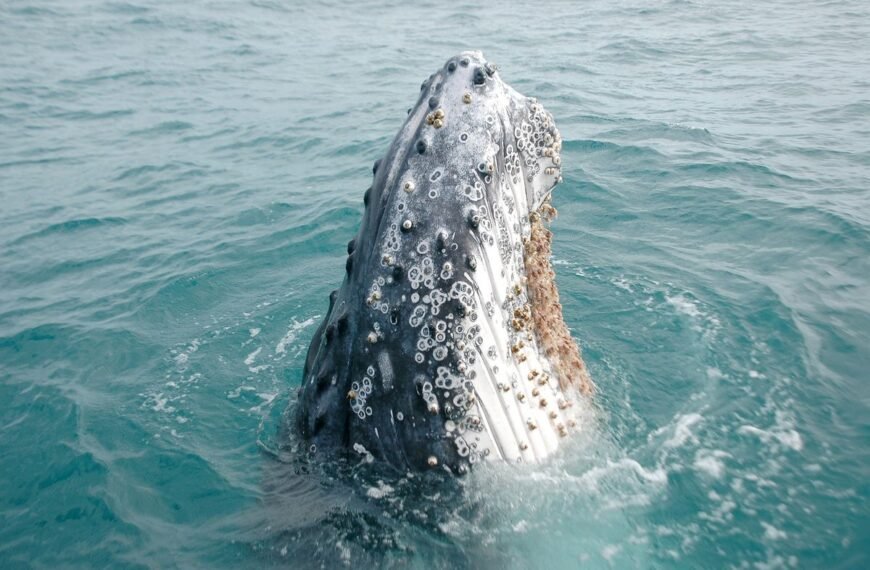 Why Do Barnacles Attach To Whales?