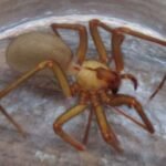 What Happened When A Kansas Family Lived With 2,055 Brown Recluse Spiders For Over 5 Years