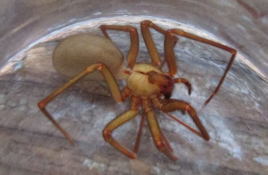 What Happened When A Kansas Family Lived With 2,055 Brown Recluse Spiders For Over 5 Years