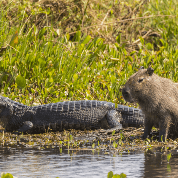 Why Do Crocodiles Not Eat Capybaras?