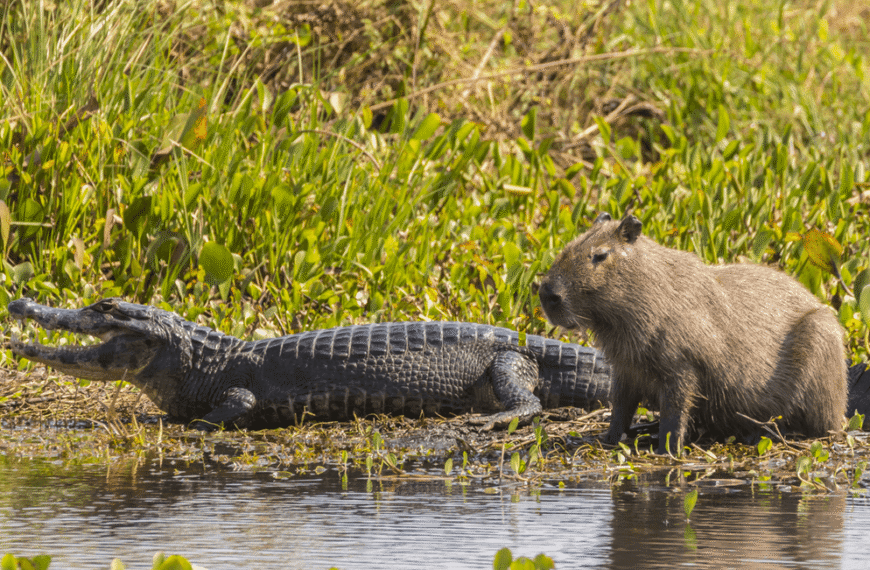 Why Do Crocodiles Not Eat Capybaras?